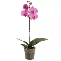 Orquídea Morada - Phalaenopsis De Interior Diámetro 12 Cm
