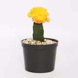 Cactus Injerto - Cactaceae De Interior Diámetro 7 Cm