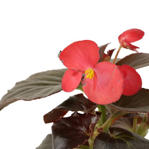 Begonia Roja Grande - Begonia x Hybrid De Exterior Diámetro | Knasta  Colombia