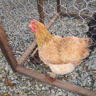 Rollo de malla de alambre de plástico para porche de jardín, valla de malla  de plástico exagonal gruesa blanca para pollo, aves de corral, gatos