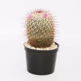 Cactus Grande - Cactaceae De Interior Diámetro 10 Cm