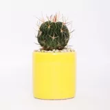 Cactus Exótico - Cactaceae De Interior Diámetro 7 Cm