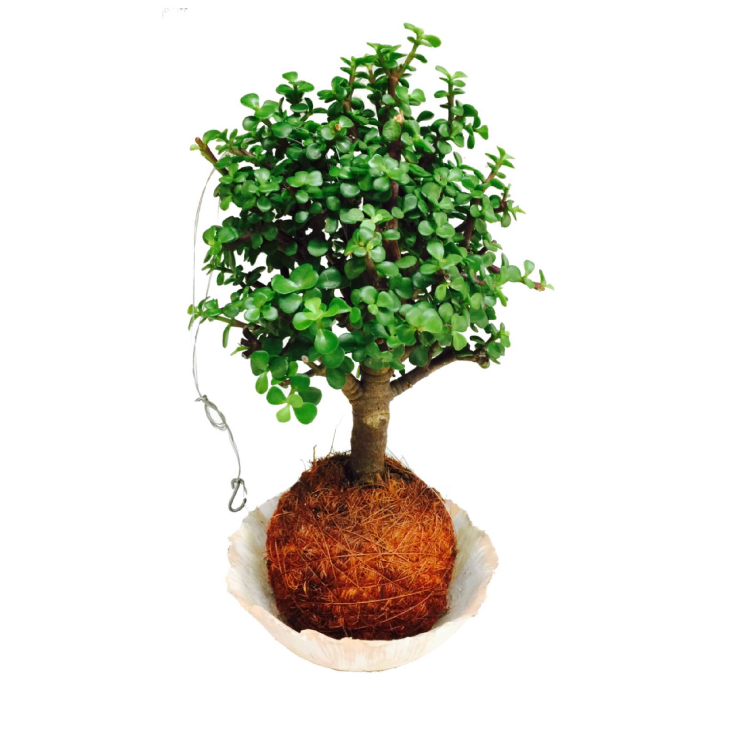 Planta Colgante CRASSULA OVATA artificial - Alto realismo en interior