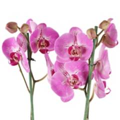 DICUORE - Orquídea Premium - Phalaenopsis de Interior Diámetro 12 Cm