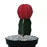 Cactus Injerto - Gymnocalycium De Interior Diámetro 10 Cm