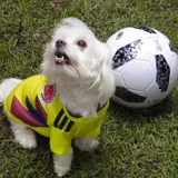 Camiseta de Colombia para Perro Talla M Amarillo