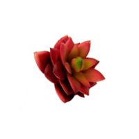 Set Suculenta Artificial - Flor Gruesa Diámetro De 9 Cm X 5 Unidades