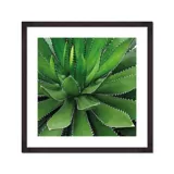 Cuadro Succulent Plant No.1 50x50 Marco Café