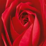 Papel Mural Lo Importante Es La Rosa Granformat115x175 cm