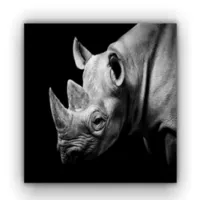 Cuadro Cara Rinoceronte 70X50