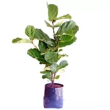 Ficus Pandurata M-30