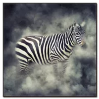 Homy Cuadro Acrílico Zebra 50x50cm