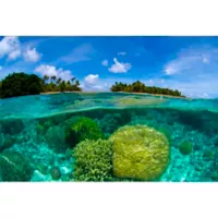 Fotomural Arrecife De Coral