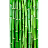 Fotomural Bambu 150x250 Cm